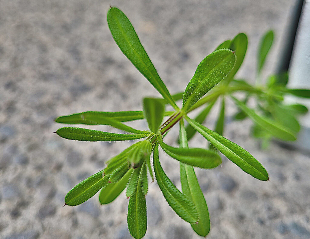 one cleavers sprig on patio