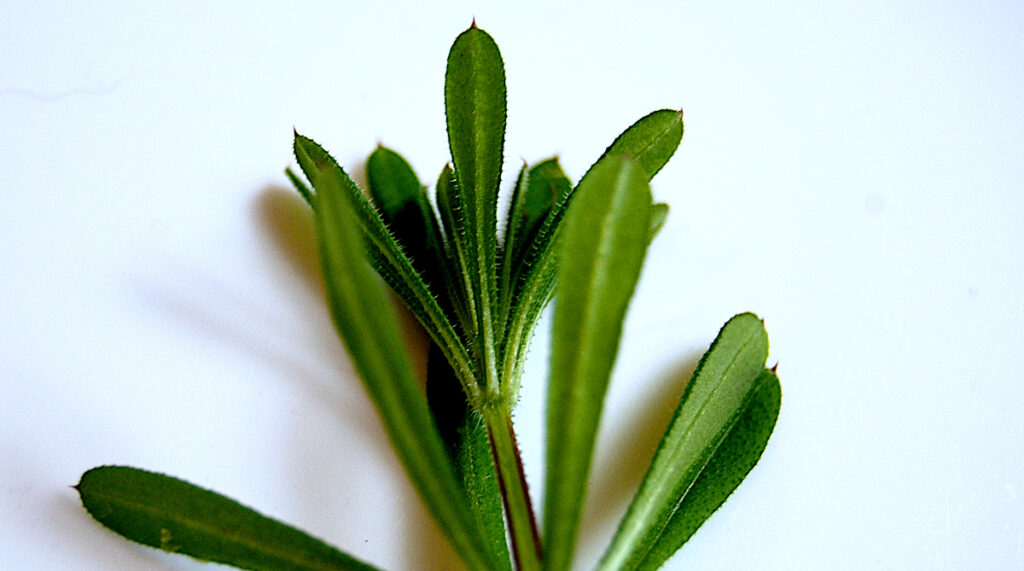 close up of a top of one sprig of medicinal cleavers