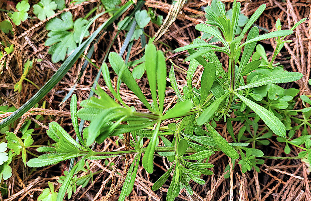 small patch of medicinal cleavers in my front yard, mulched with cedar needles