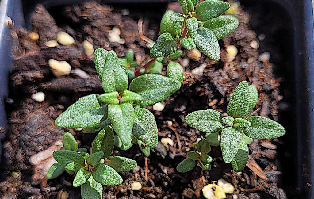 4 small thyme starts in soil being grown for medicinal and culinary use