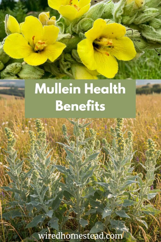 pinterest pin of mullein, with flowers at the top and mullein plants in a field on the bottom
