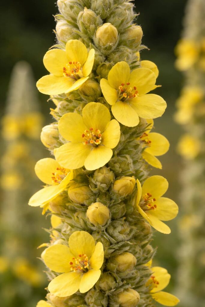 close up of mullein flowers on a the flower stock