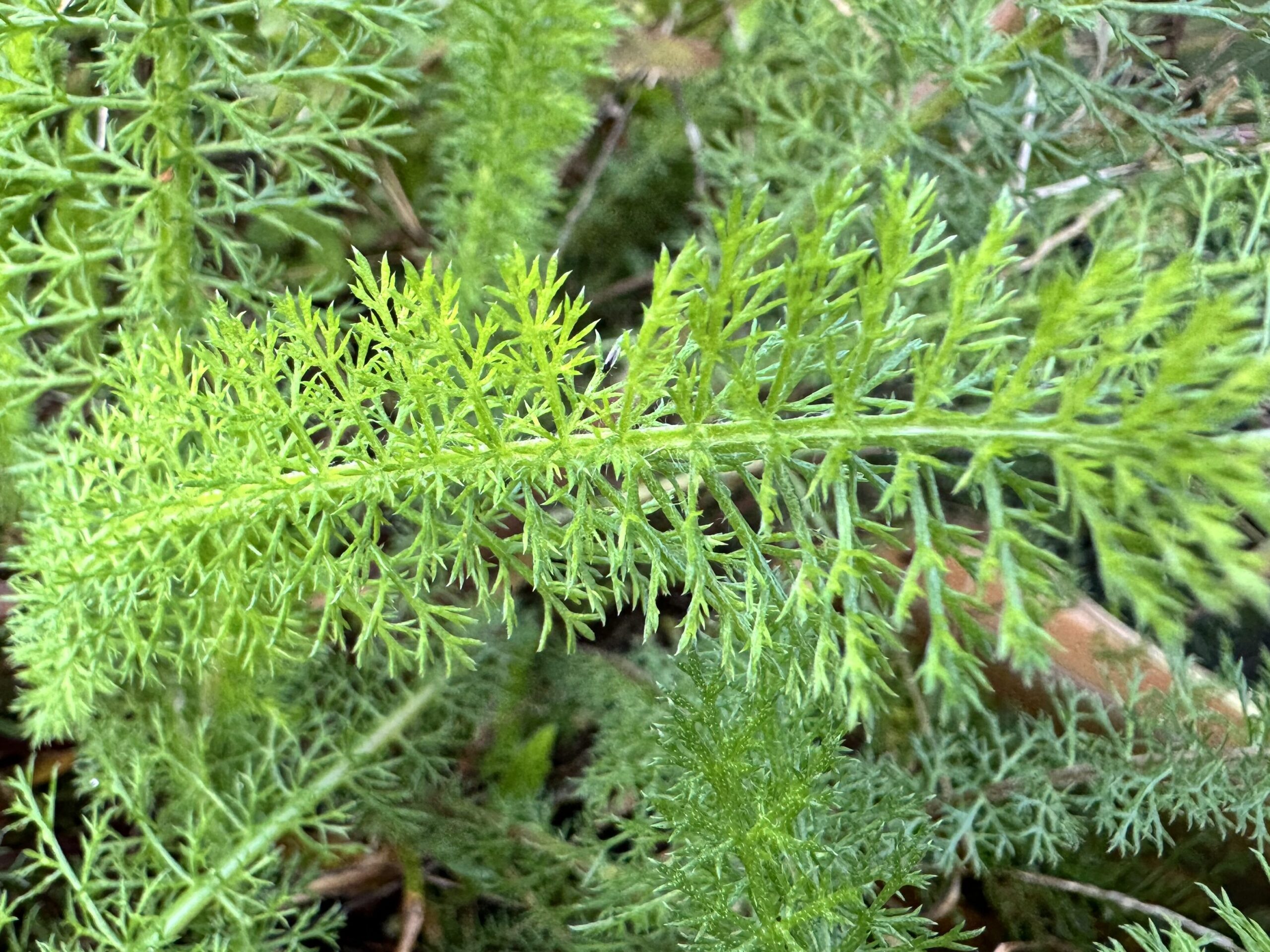 Feathery leaf of the yarrow plant