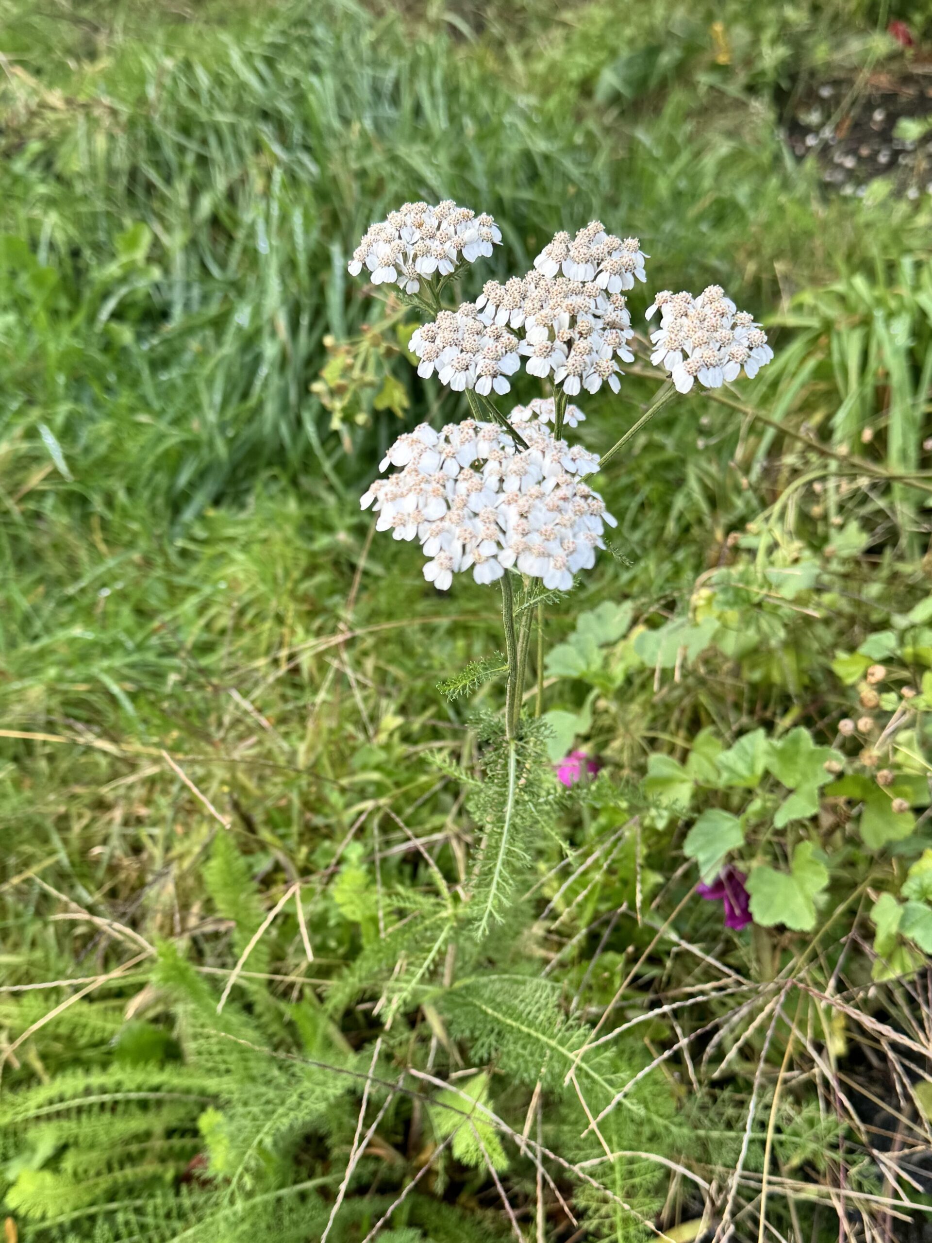 Yarrow plant with Medicinal Benefits