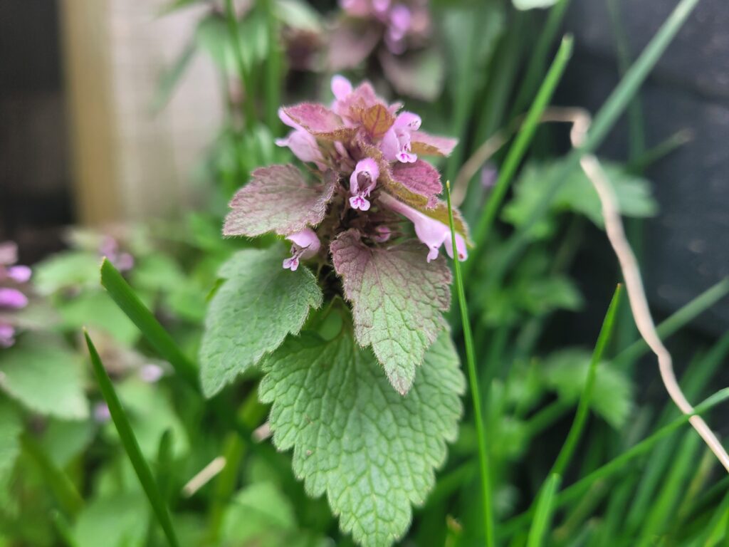 close up of the purple dead nettle plant: medicinal properties of purple dead nettle