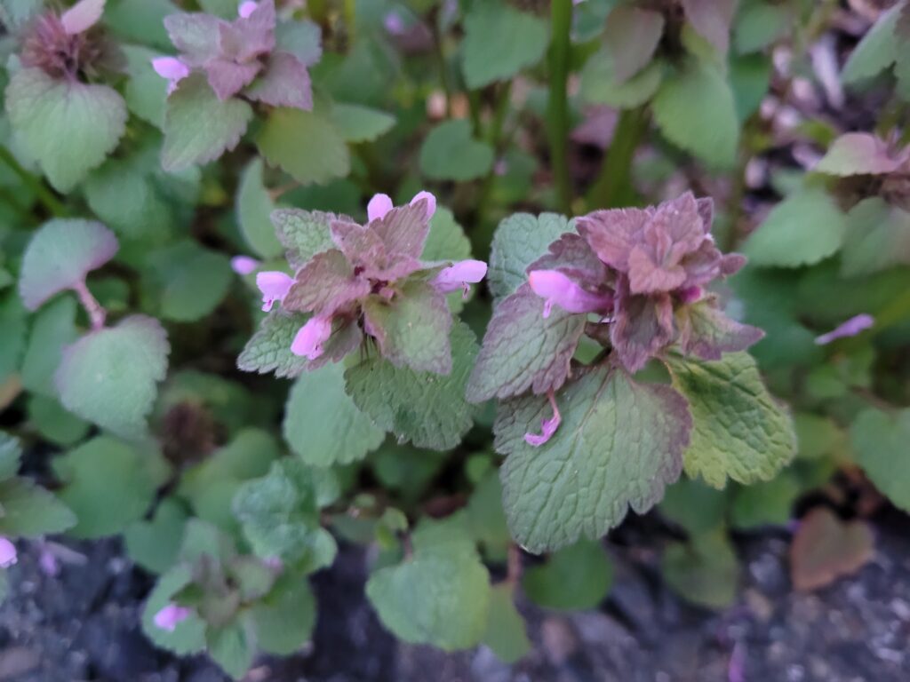 looking down at the top of two purple dead nettle plants