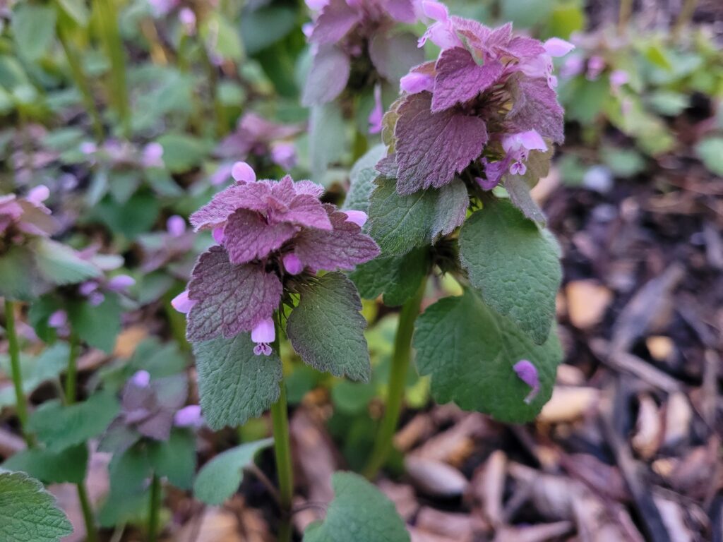 two purple Lamium purpureum plants showing the green bottom leaves, purple top leaves, and purple flowers