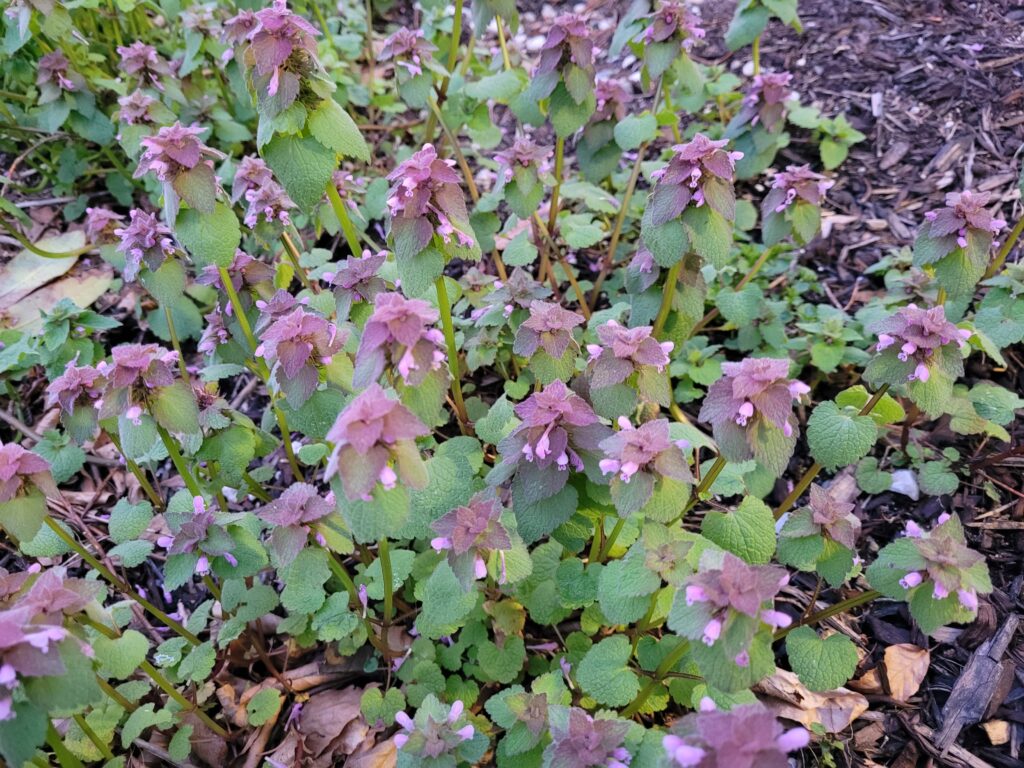 a cluster of purple dead nettle