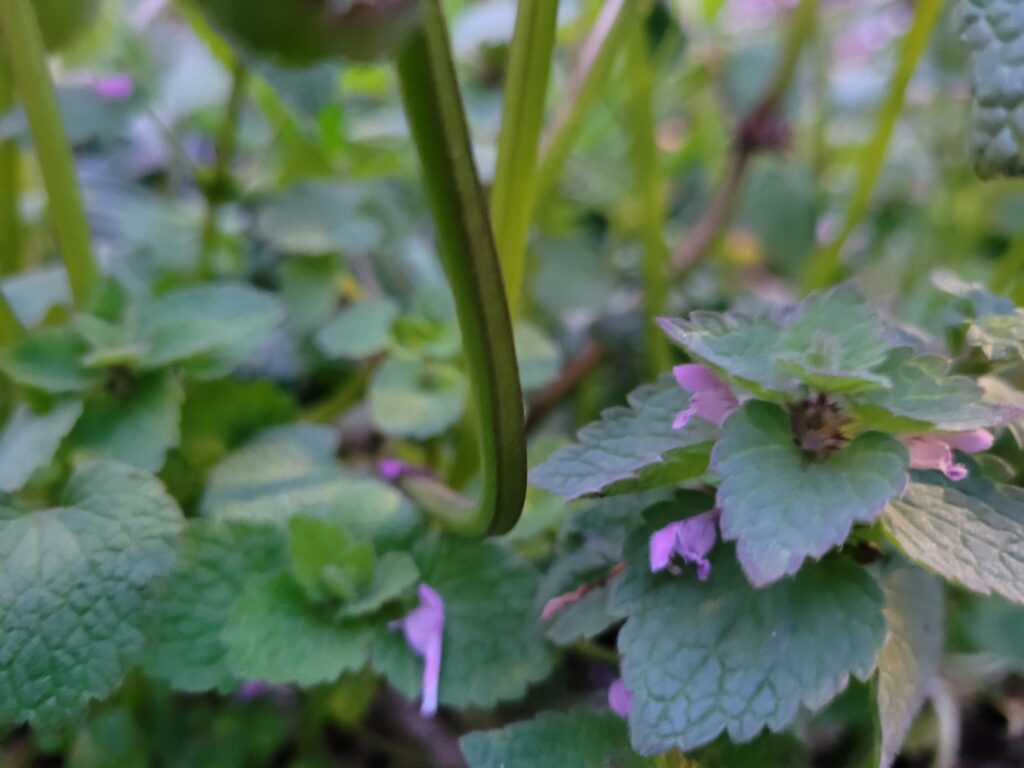 close up of the square stem and pointy leaves of the purple dead nettle plant