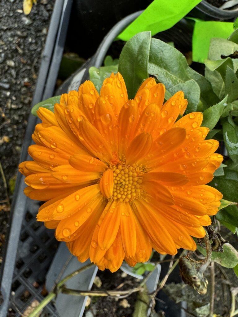 close up of an orange calendula flower