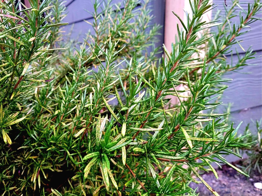 Close up of the branches of a rosemary bush. Rosemary's medicinal properties can be found in the leaves.