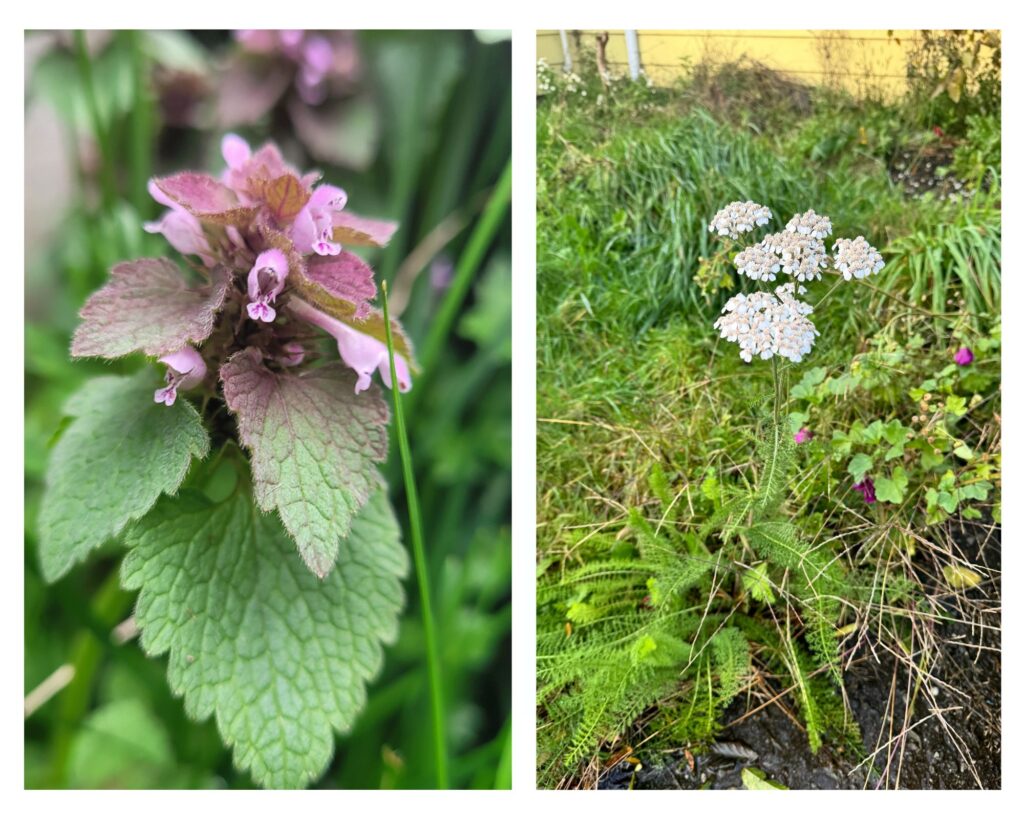 close up of purple dead nettle on the left and a yarrow plant with white flowers on the right