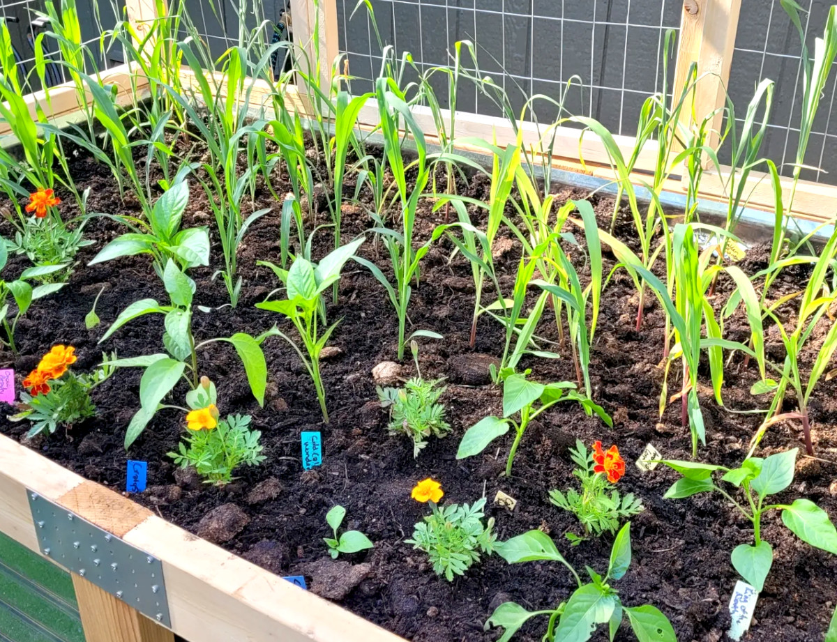 How To Begin Companion Planting Your Garden