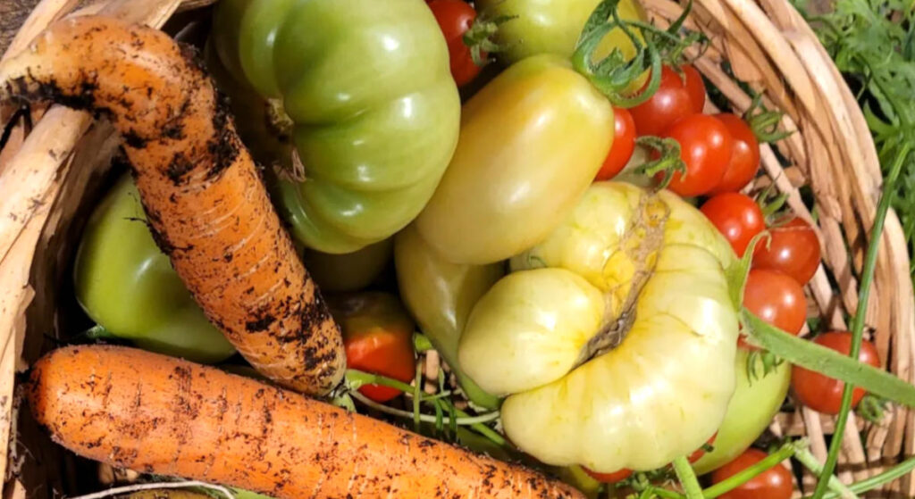 harvest of green tomatoes, cherry tomatoes, and orange carrots in a wicker basket