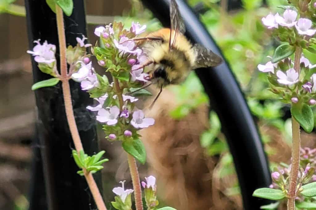 close up of a bee on a thyme flower