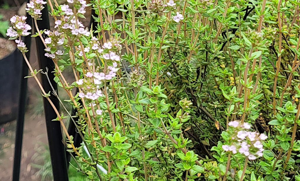 thyme plant growing in a hanging basket