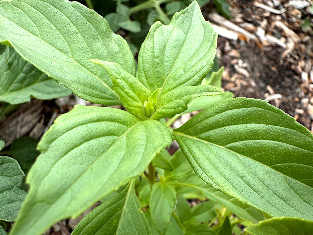 close up of a basil plant