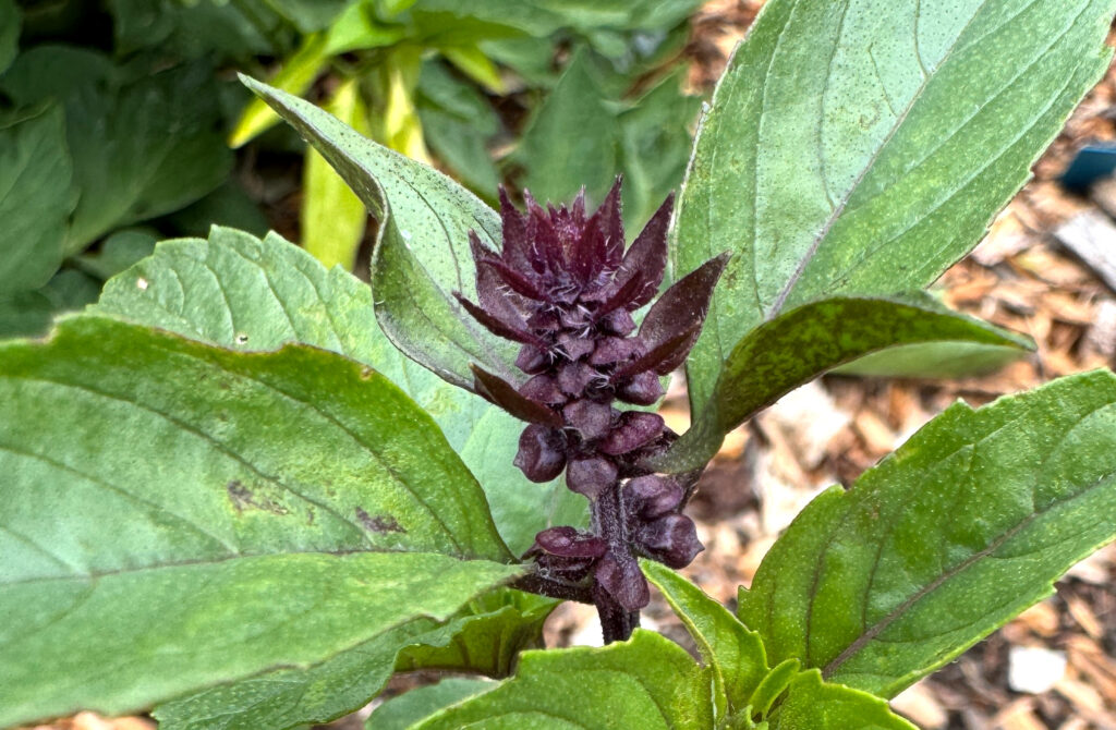 basil in flower with purple flowers