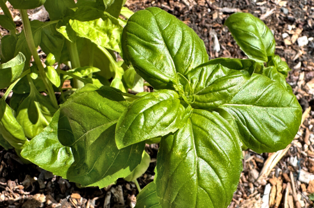 sweet basil plant