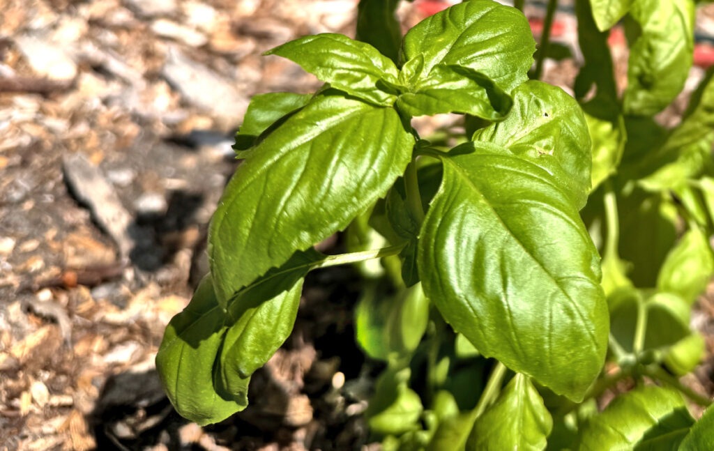 basil plant