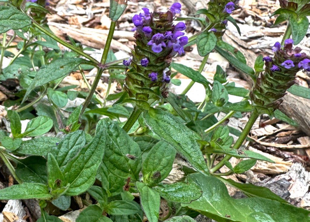 A group of self heal plants growing in the ground 
