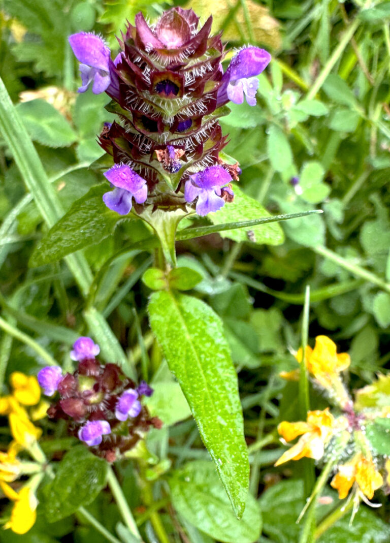 Healing Benefits of the Self-Heal Plant You Should Know
