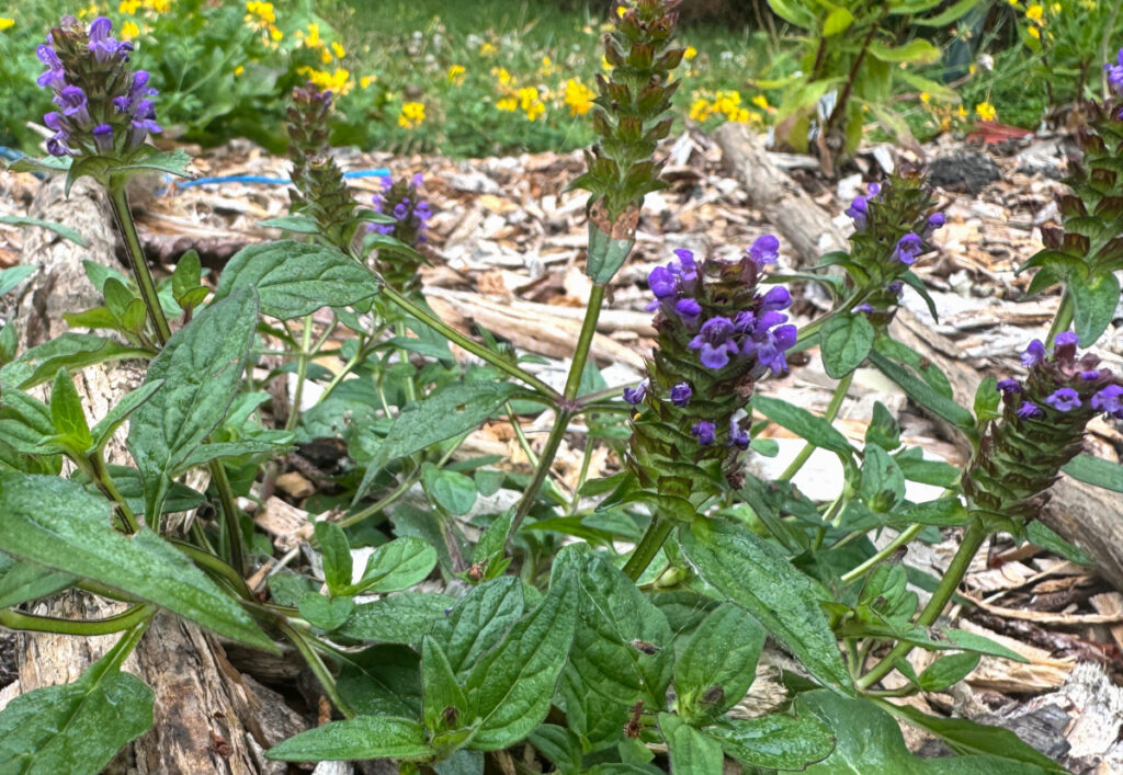 clump of self heal growing out of a mulched ground