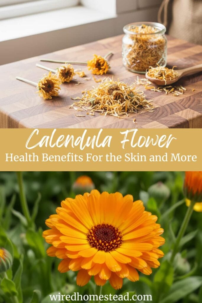 Pinterest Pin for Calendula