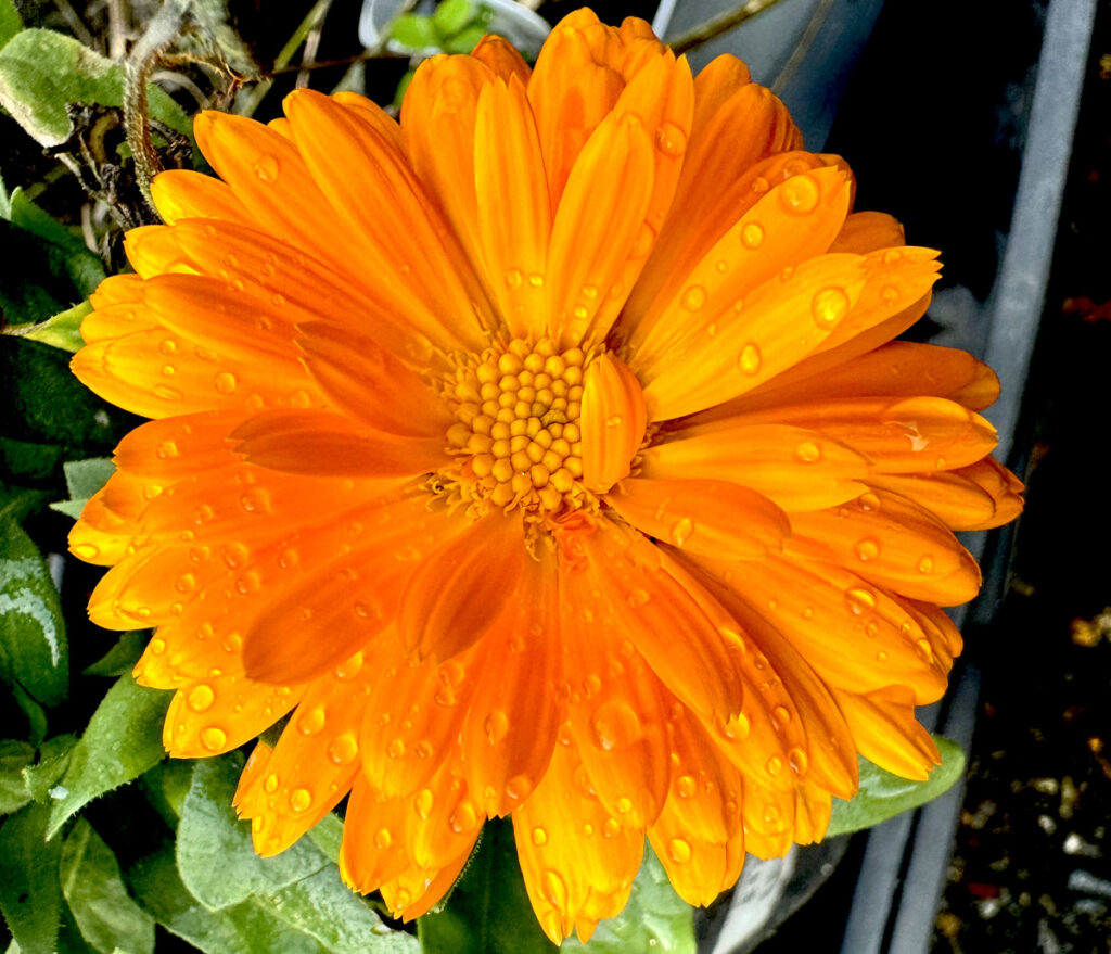 Close up of an orange calendula flower with an orange center