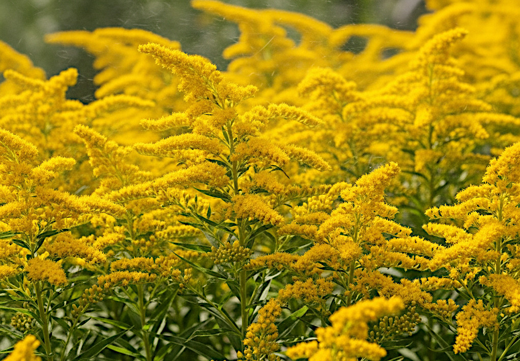 patch of goldenrod flowers