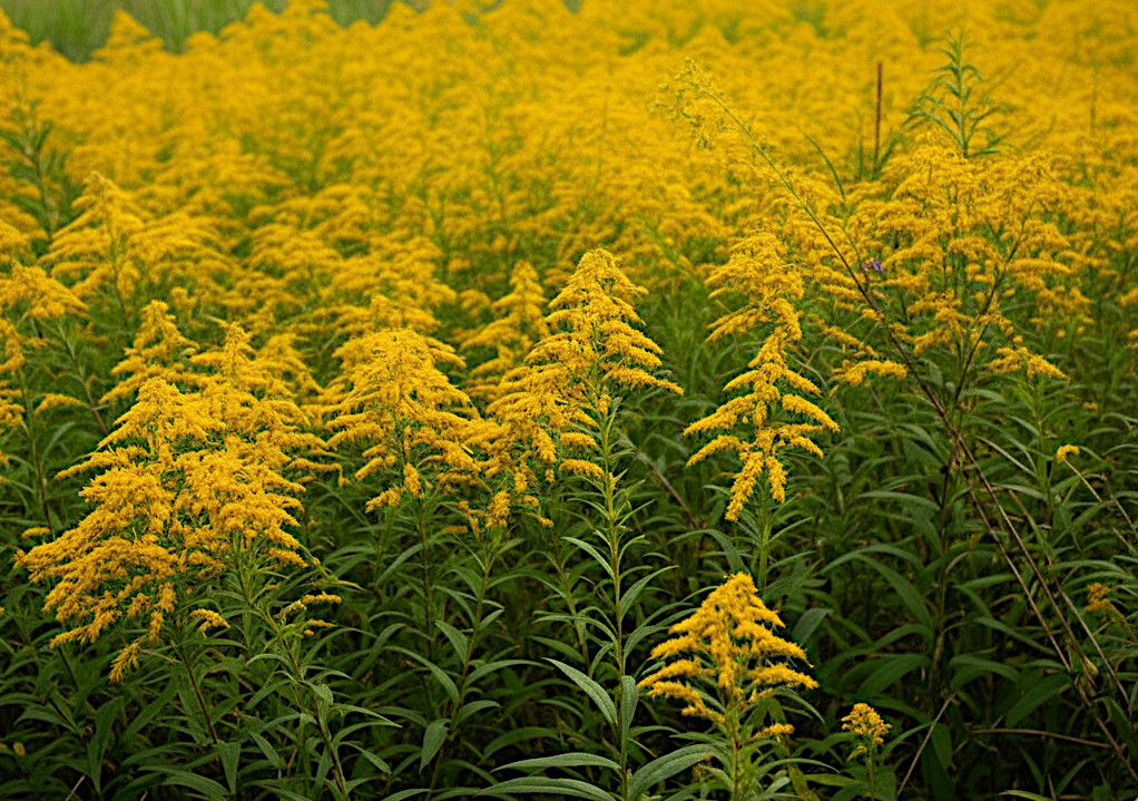 field of goldenrod