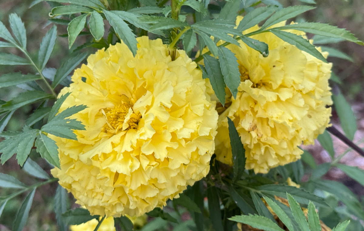 2 yellow marigold flowers in full bloom