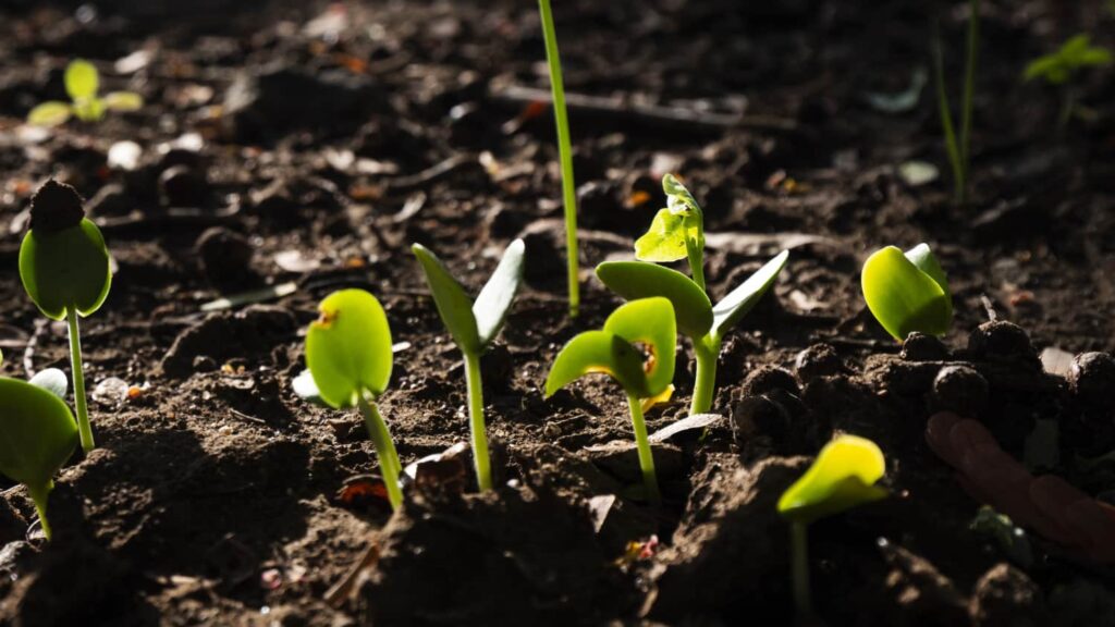 seedlings emerging from soil