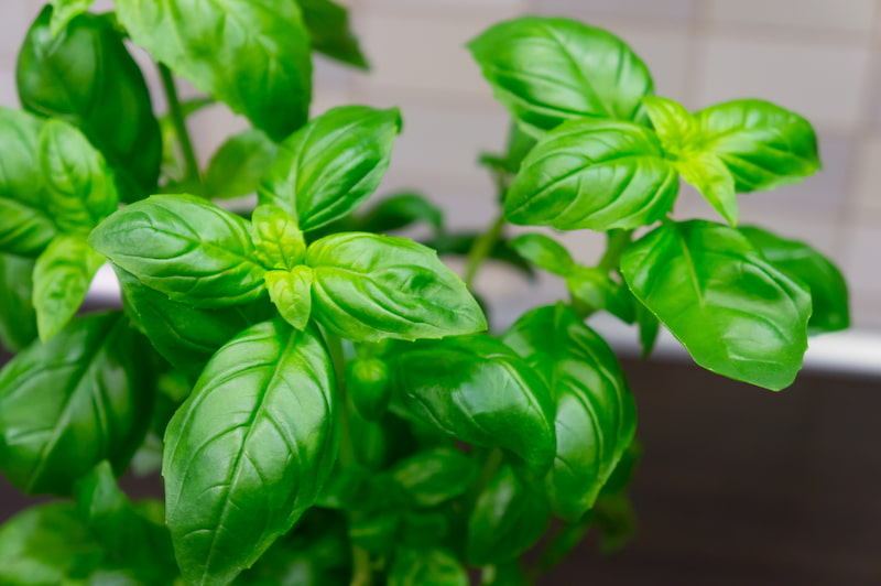 basil plant