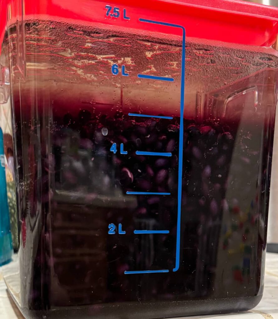 8 quart commercial rubbermaid container with black beans soaking in water