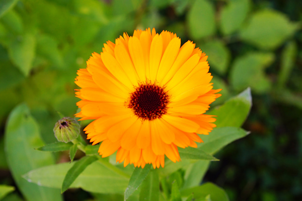 close up of an orange calendula flower