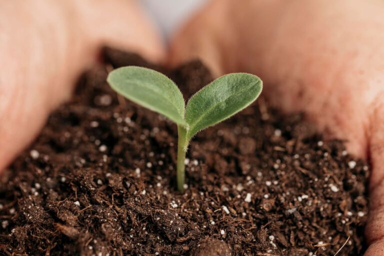 two hands holding a seedling in soil