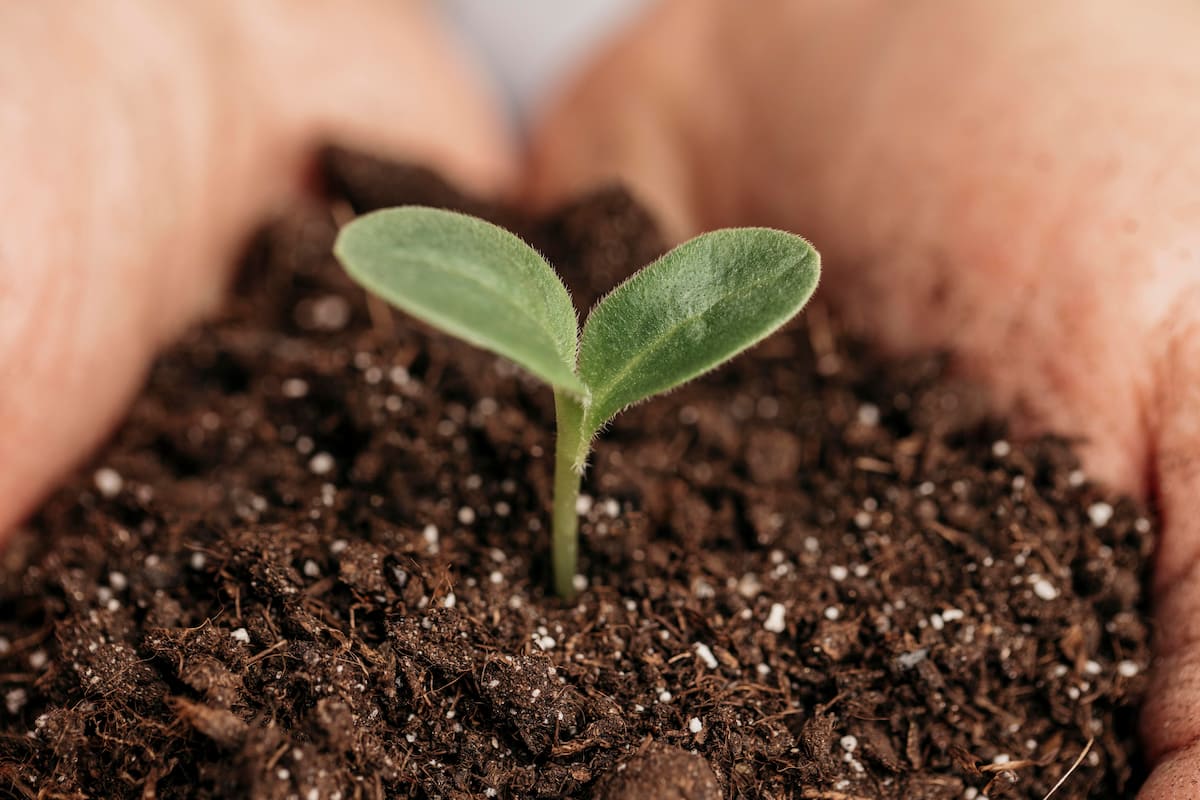 two hands holding a seedling in soil