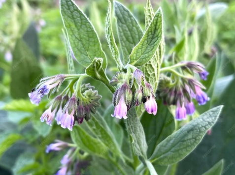 comfrey plant in flower