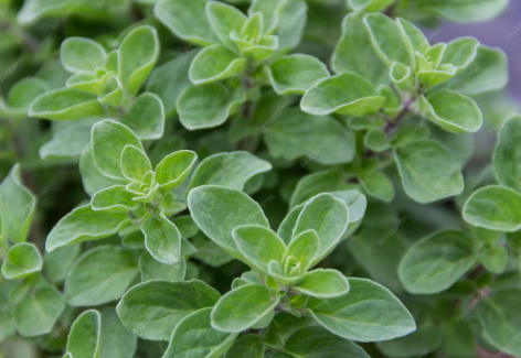 close up of oregano plant 