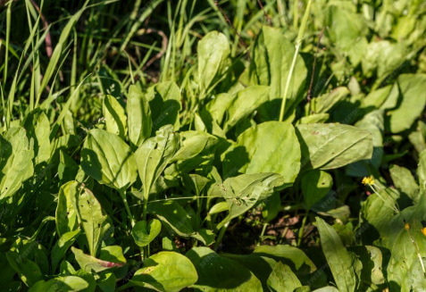 a patch of plantain growing among the grass
