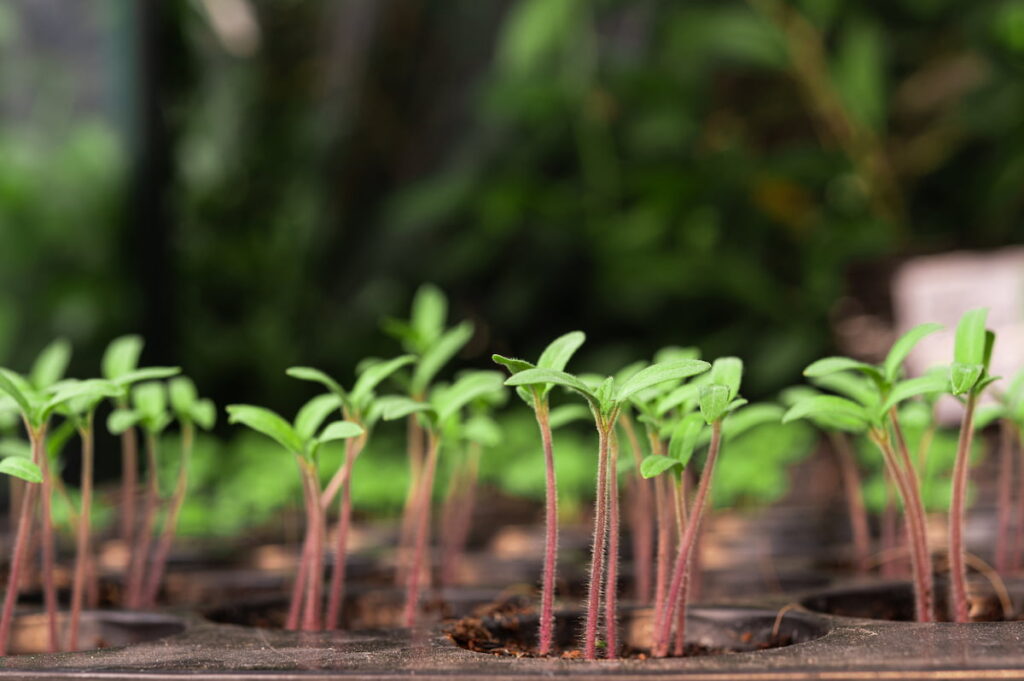 tomato seedlings in a black planting tray