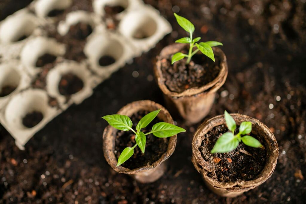 three seedlings in peat pots sitting on soil