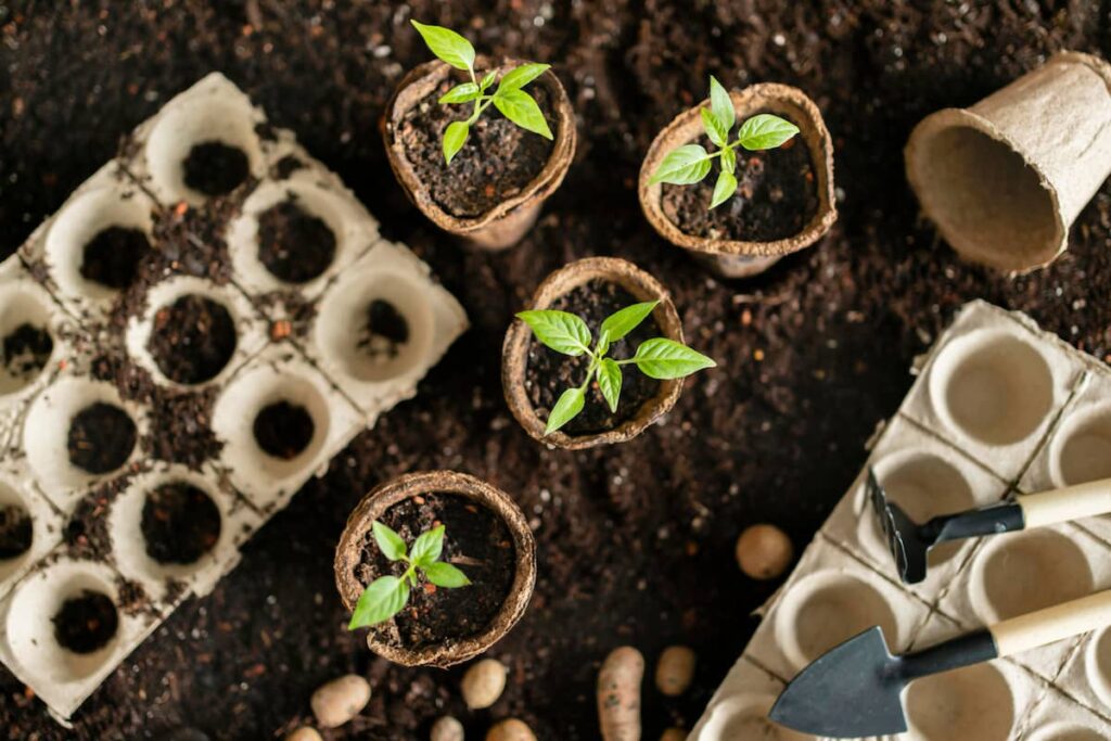 4 seedlings in peat pots on soil with two peat trays and small gardening tools