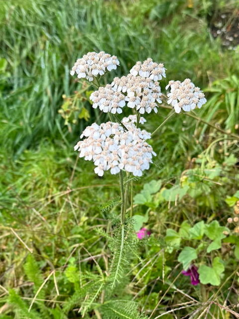 yarrow plant in flower growing among grass