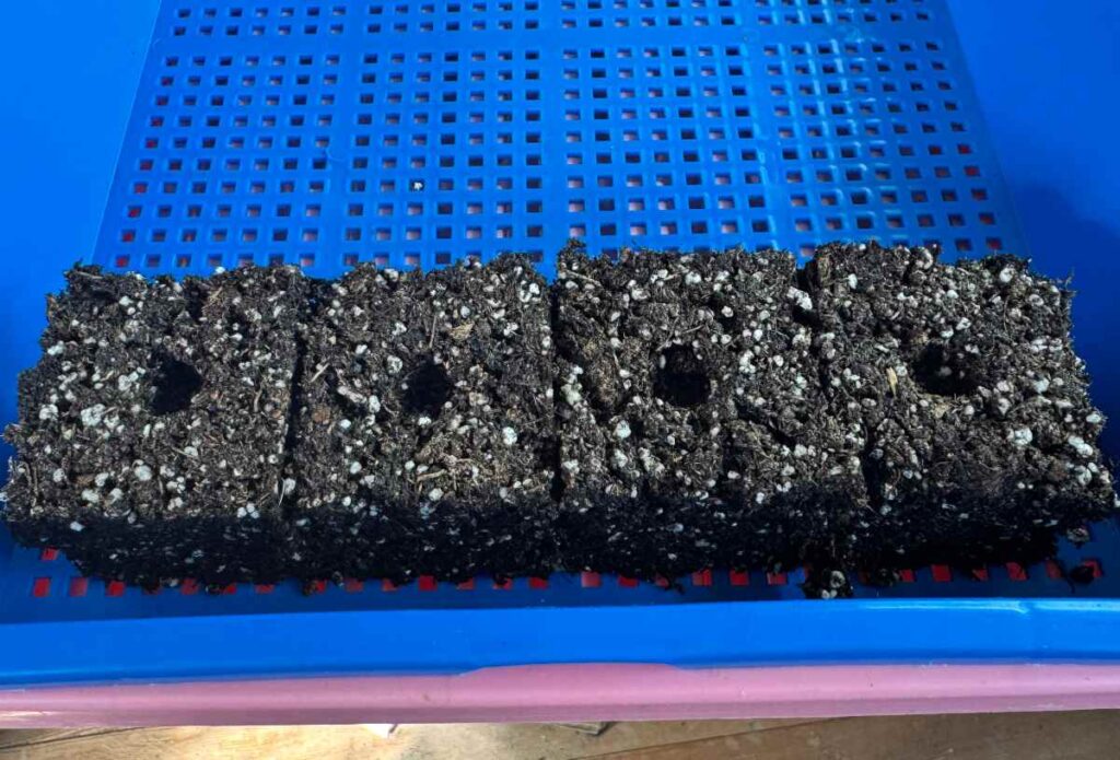 4 soil blocks in a blue mesh seed tray