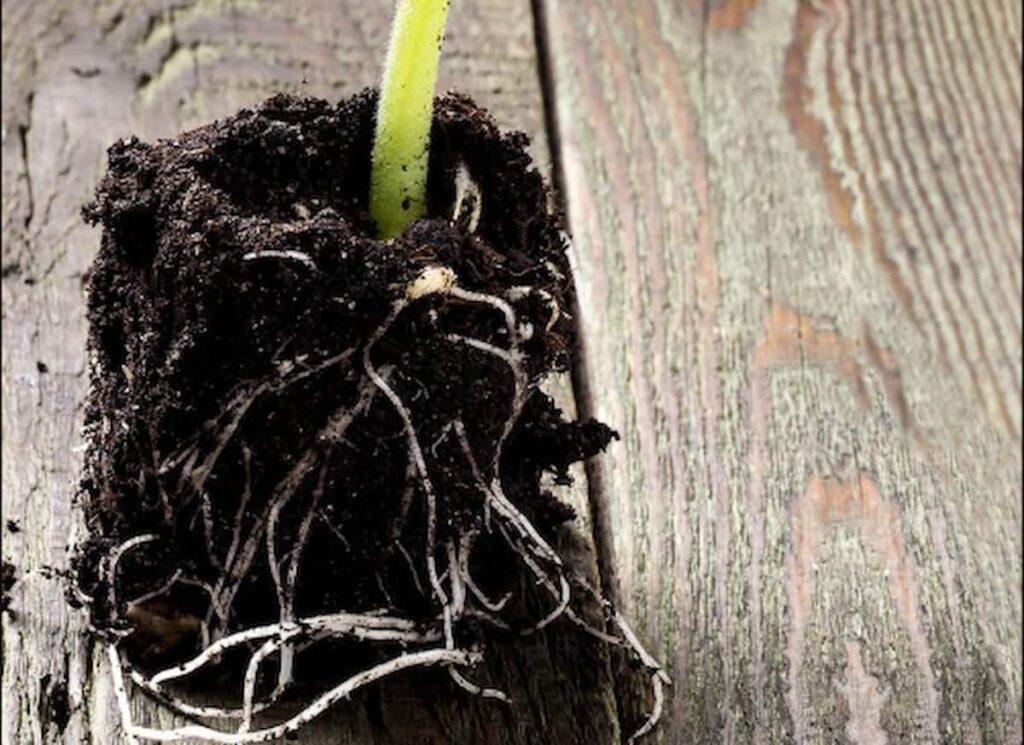 close up of roots in a soil block
