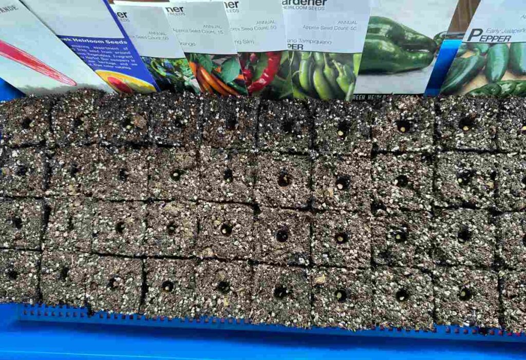40 soil blocks in a blue mesh seed tray with a line of pepper seed packets tucked into the top.