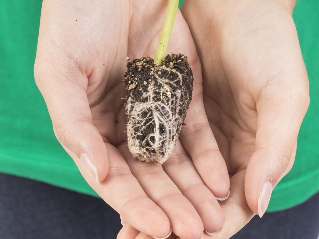 two hands holding a plant started in a pot with root bound issues