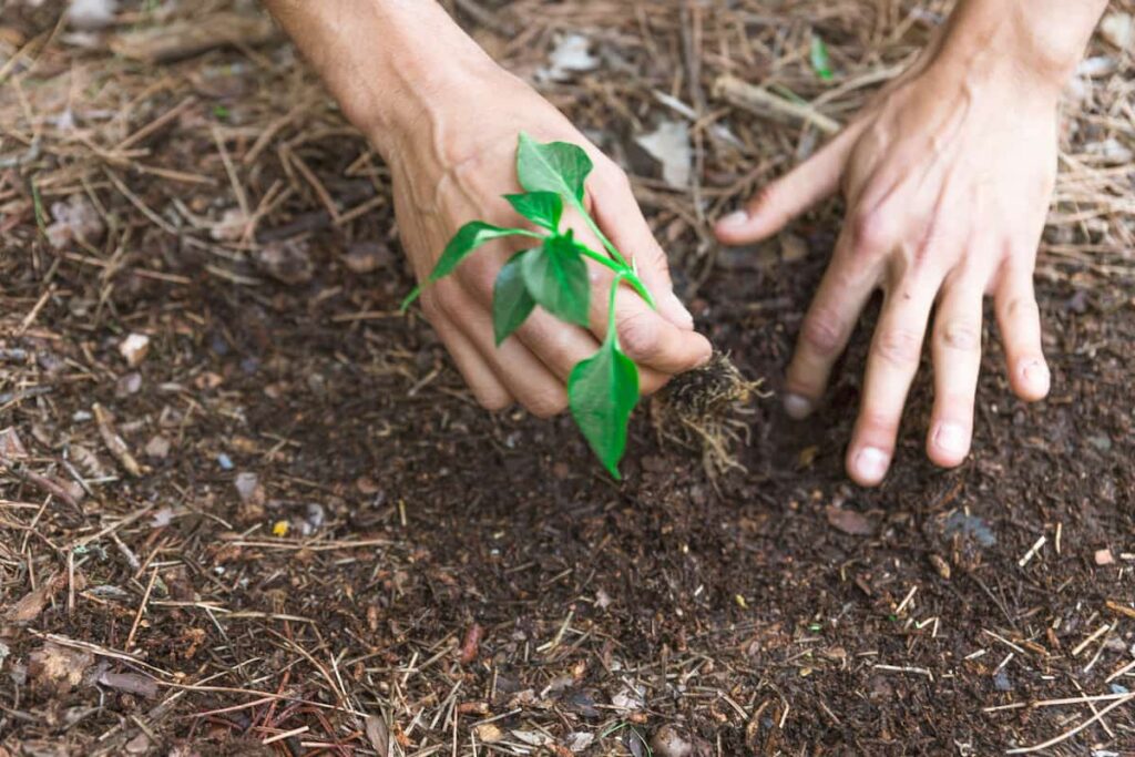 two hands planting a vegetable start into the ground